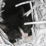 Mister Mister the day we got him (October 2005)